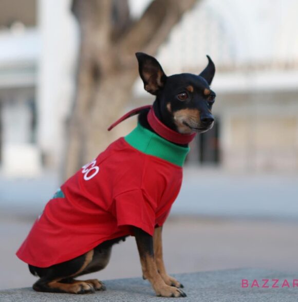 Bazaar puppy