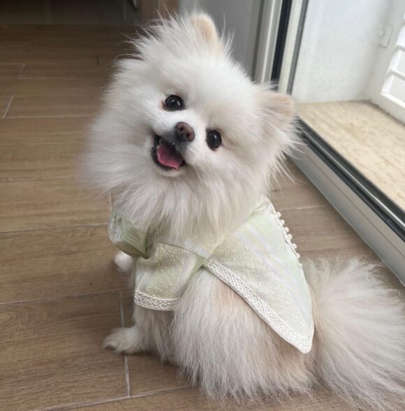 Bazaar puppy