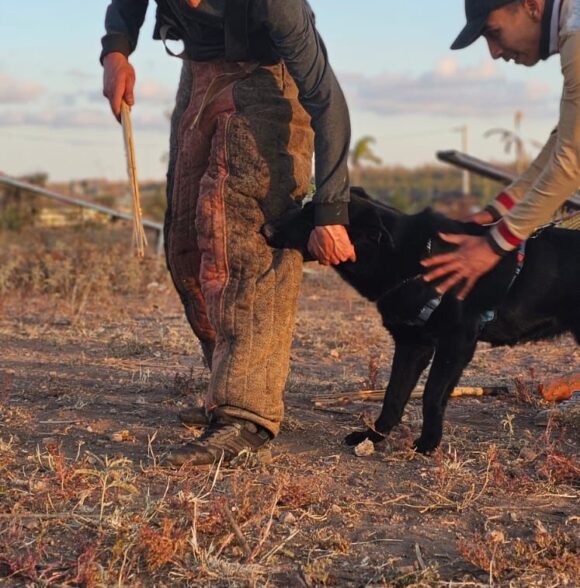 Les Élites Du Chien Club de Dressage Bouskoura