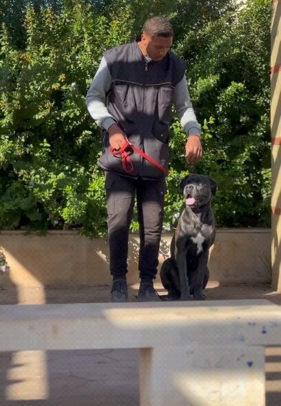 Éducation dog