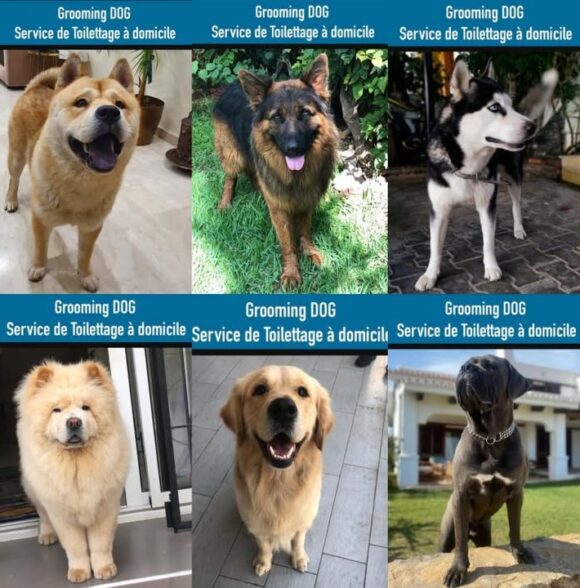 Dog Grooming