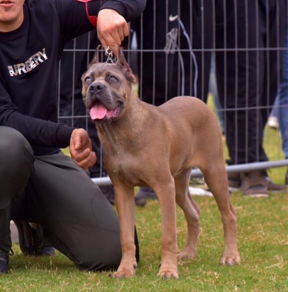 Marrakech canine k-9