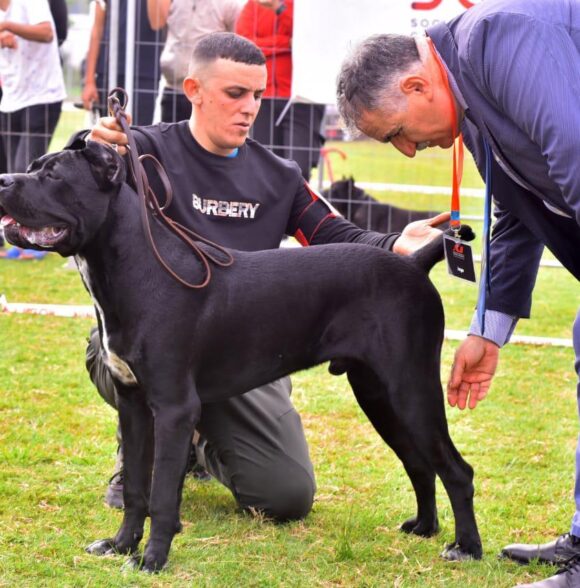 Marrakech canine k-9