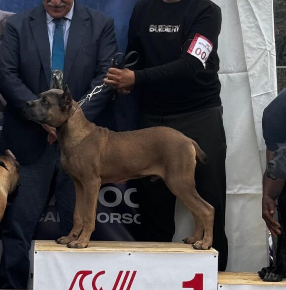 Marrakech canine k-9
