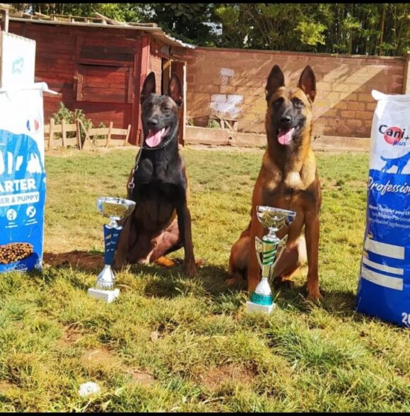 Éducation dog