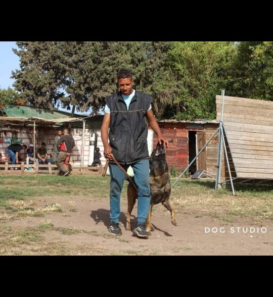 Éducation dog
