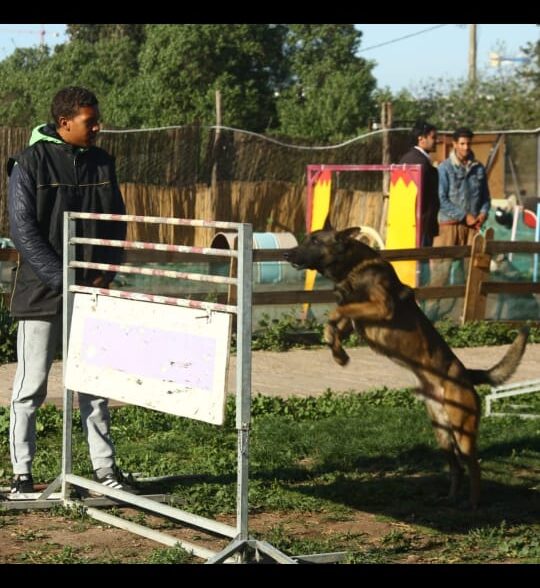 Éducation dog