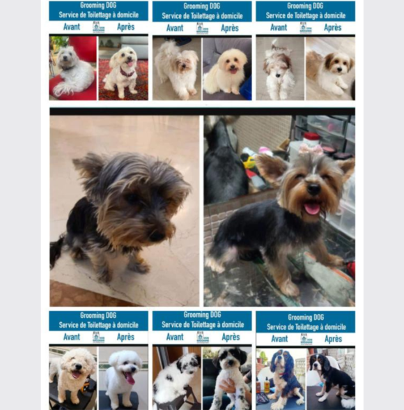 Dog Grooming