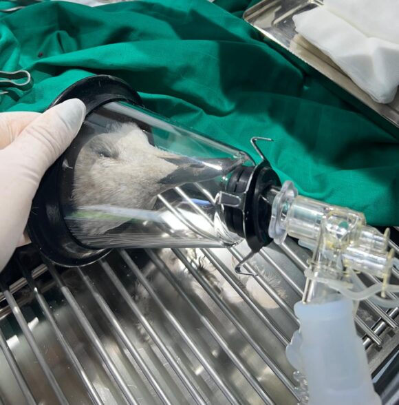 Clinique vétérinaire soleil