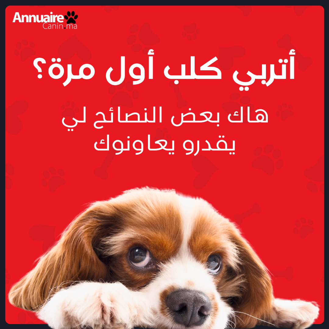 أتربي كلب أول مرة؟