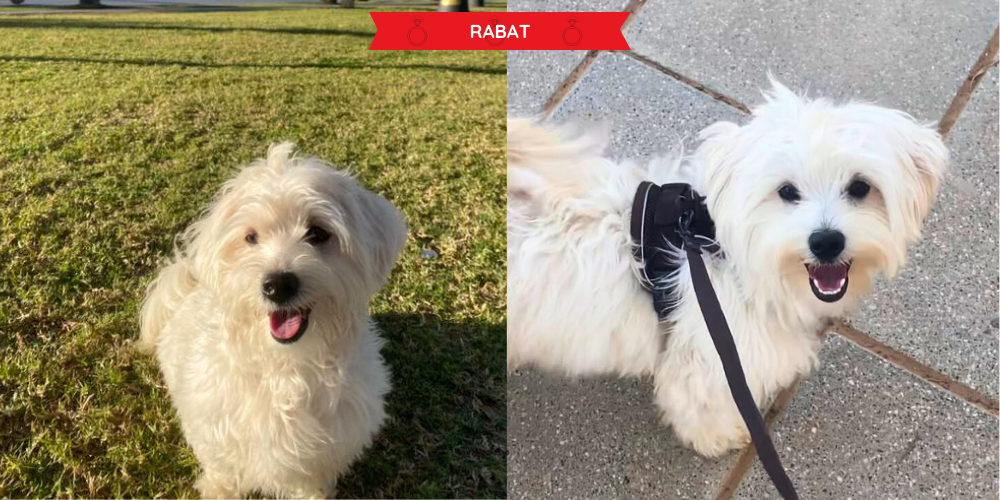 Recherche d’une partenaire pour un bichon