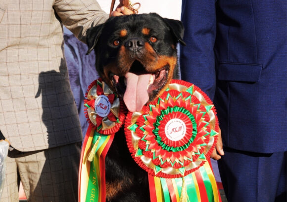 🏆 Le Rottweiler : Champion du Morocco Dog Show 2025