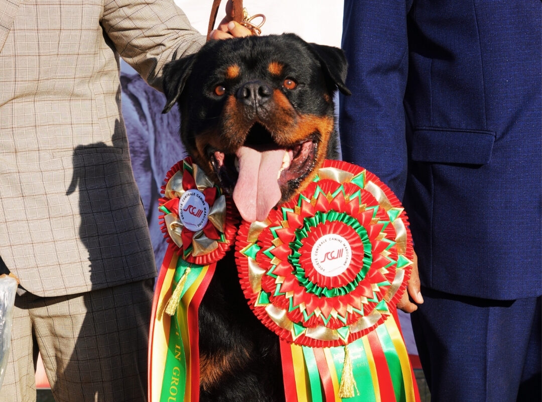 🏆 Le Rottweiler : Champion du Morocco Dog Show 2025