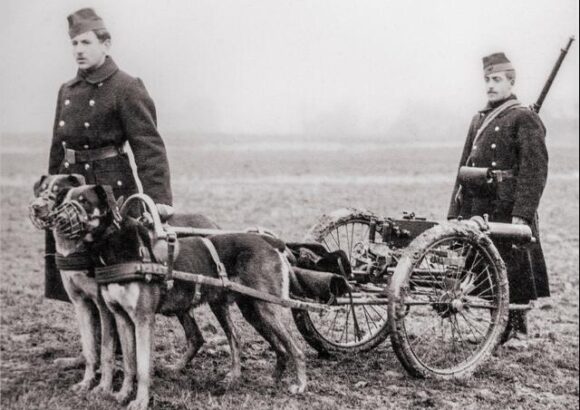Chiens soldats : de l’Antiquité aux armées modernes