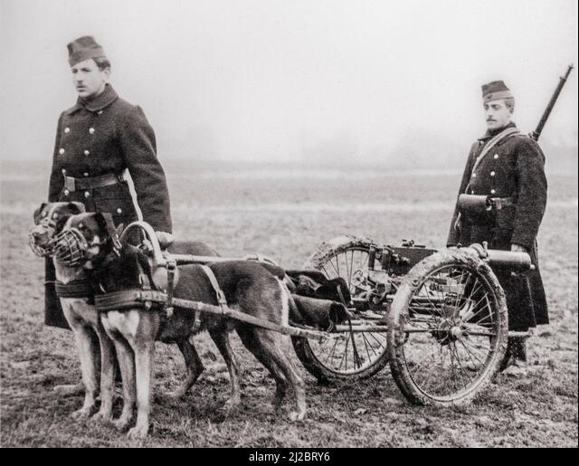 Chiens soldats : de l’Antiquité aux armées modernes