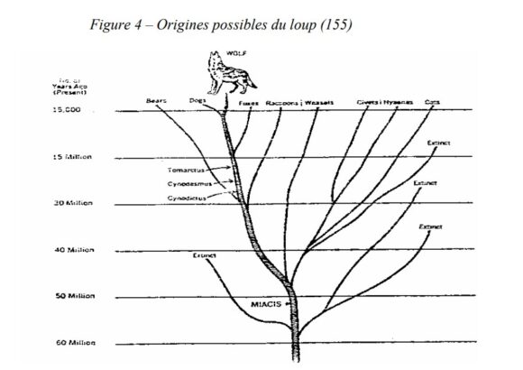 Aux origines du chien : l’évolution des canidés et les ancêtres du chien moderne