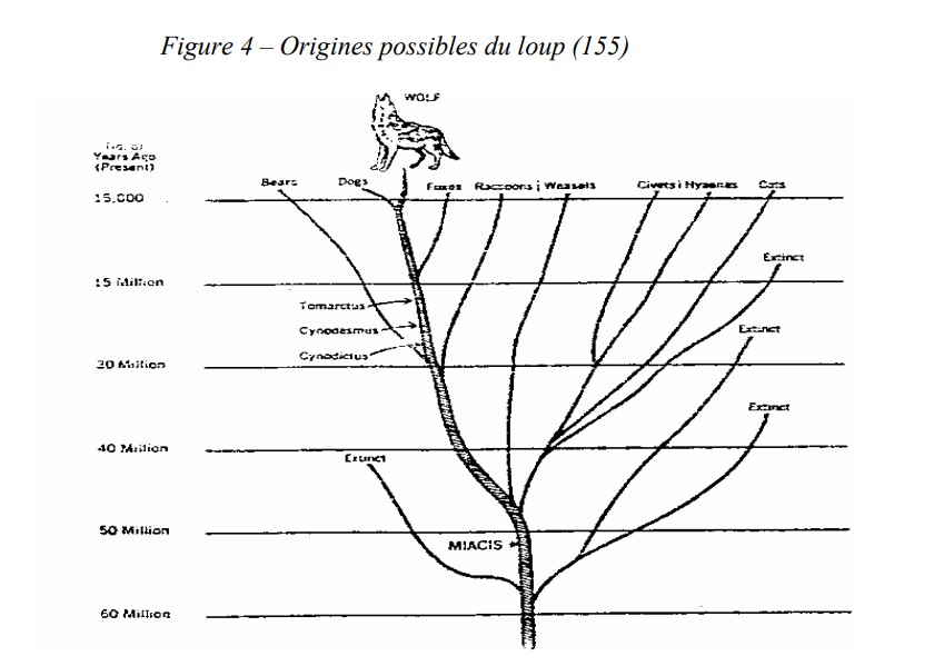 Aux origines du chien : l’évolution des canidés et les ancêtres du chien moderne