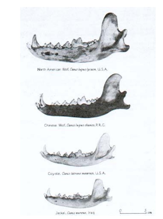 Comparaison mâchoire loup coyote chacal – évolution morphologique