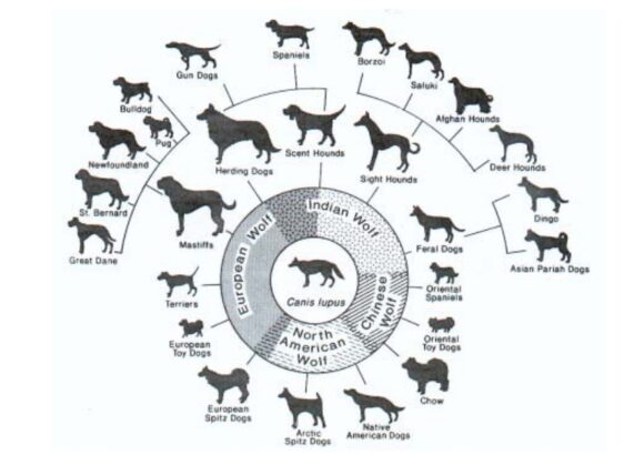 La Domestication : quand le loup est devenu chien