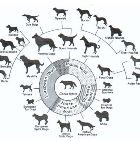 les origines de chien