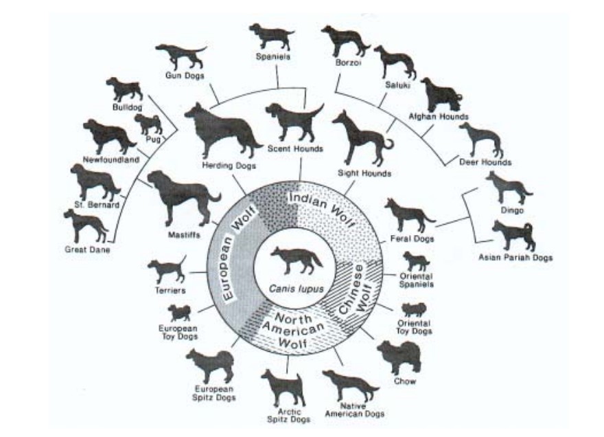 La Domestication : quand le loup est devenu chien
