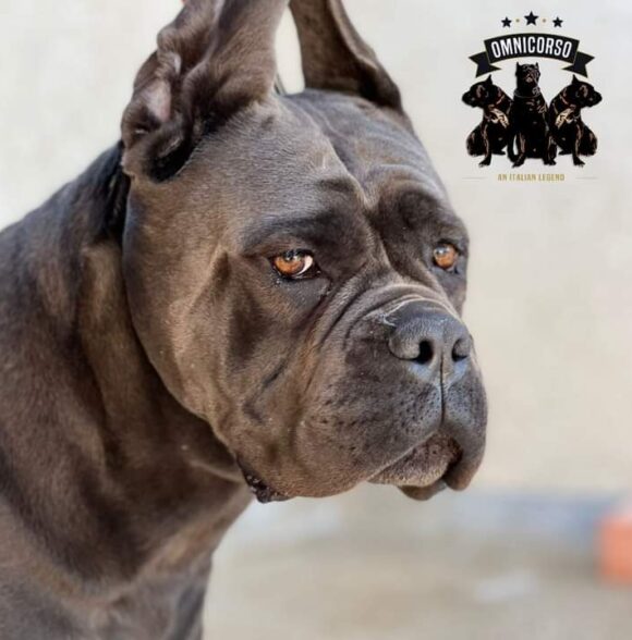 Omnicorso Kennel
