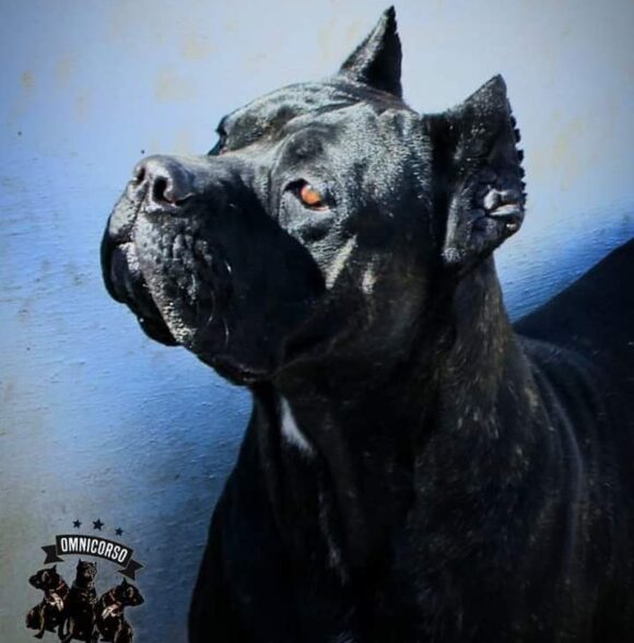Omnicorso Kennel