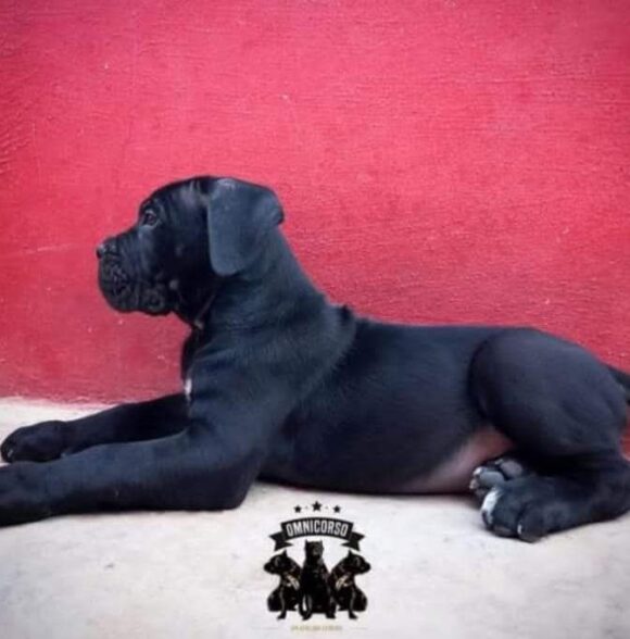 Omnicorso Kennel