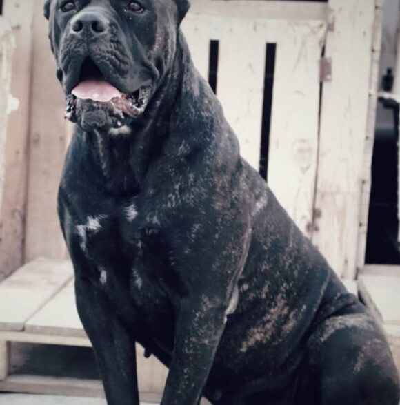 Omnicorso Kennel