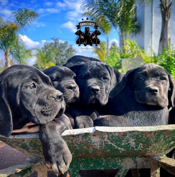 Omnicorso Kennel
