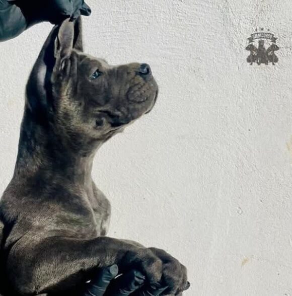 Omnicorso Kennel
