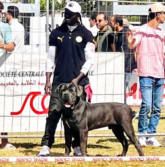 Omnicorso Kennel