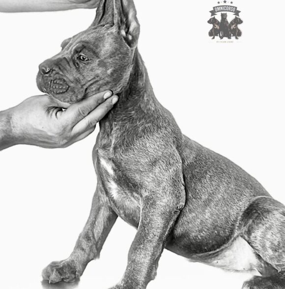 Omnicorso Kennel