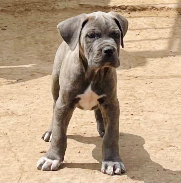 Omnicorso Kennel