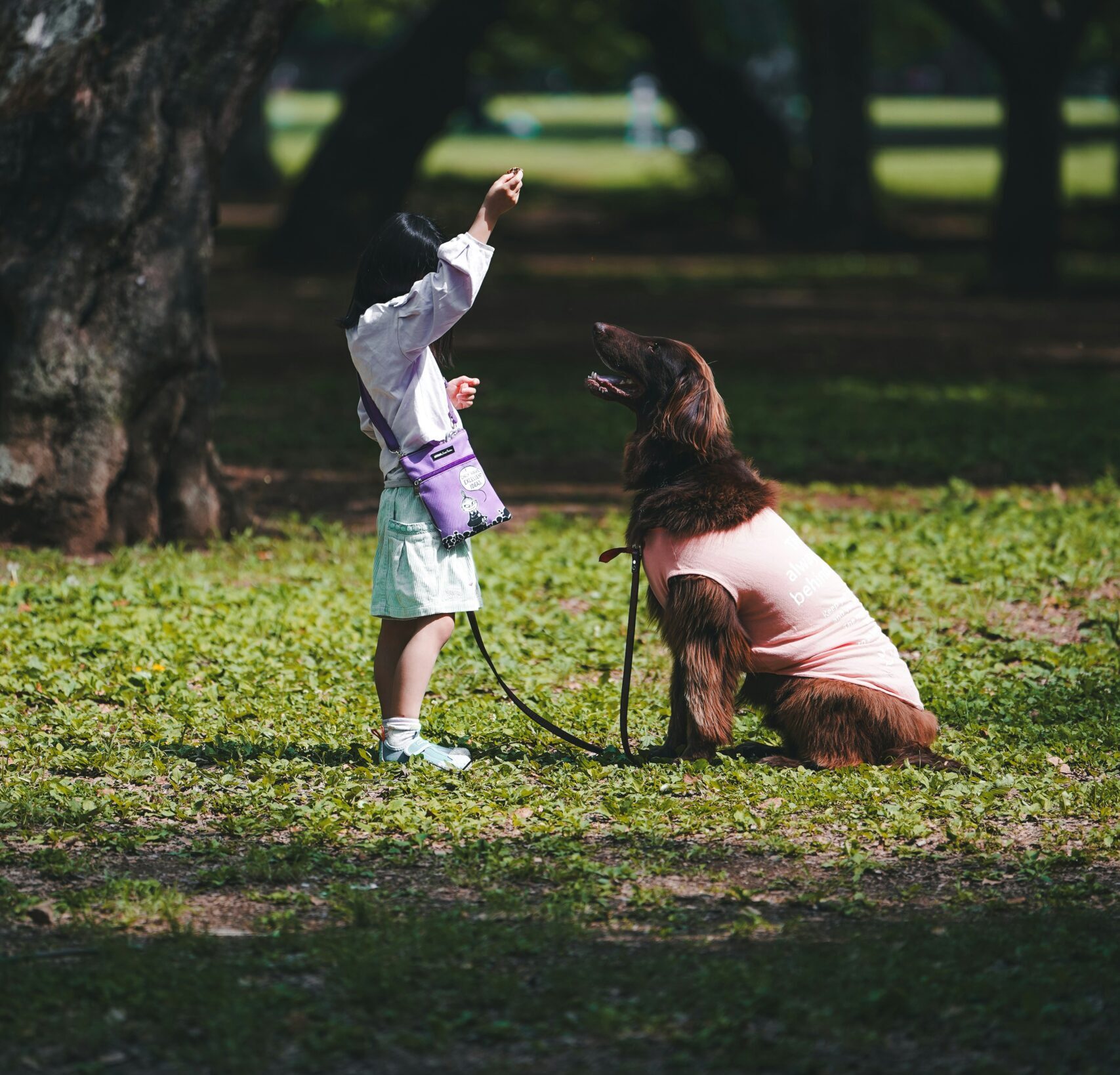 5 Endroits Dog-Friendly à Visiter