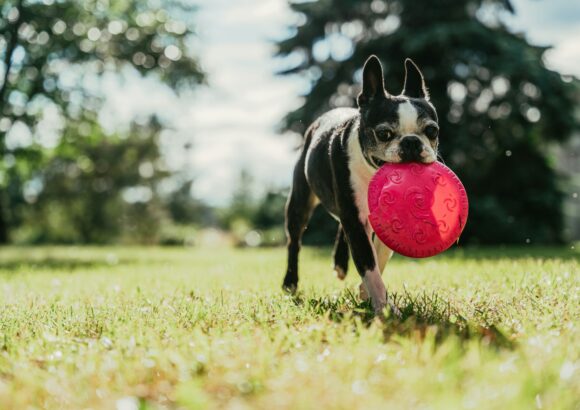 Les Meilleurs Sports Canins à Pratiquer au Maroc