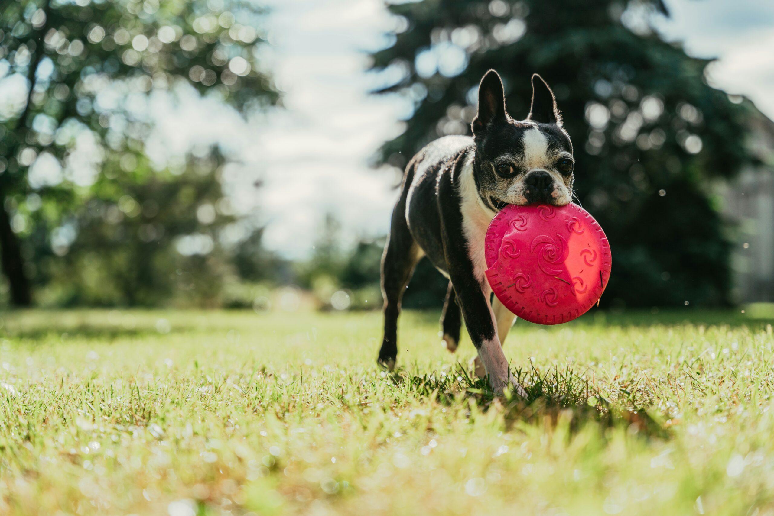 Les Meilleurs Sports Canins à Pratiquer au Maroc
