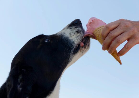 Les aliments toxiques pour les chiens, Ce qu’il ne faut jamais leur donner