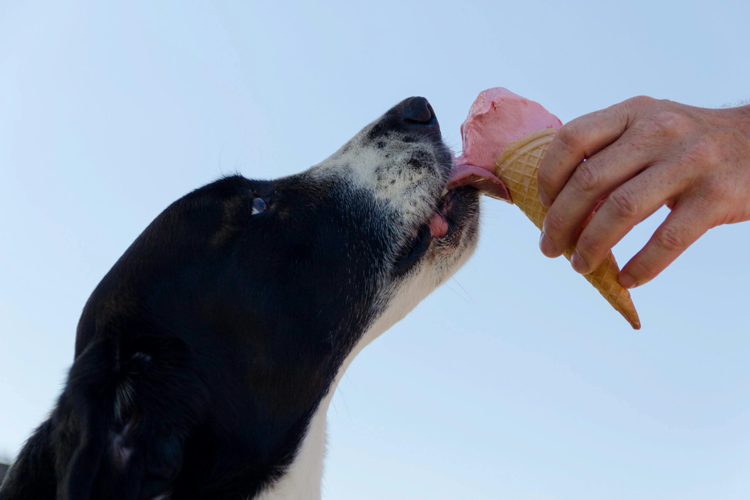 Les aliments toxiques pour les chiens, Ce qu’il ne faut jamais leur donner
