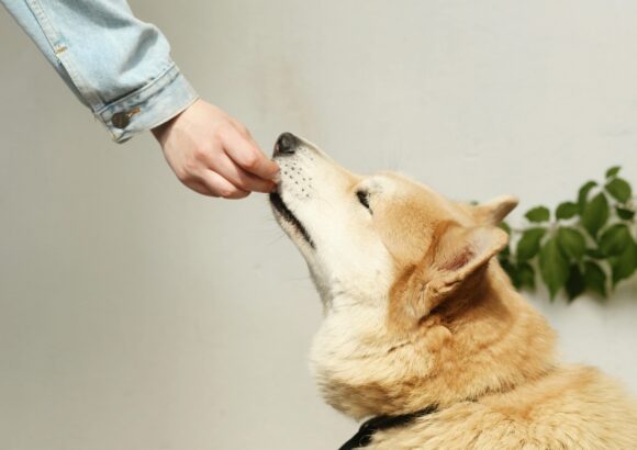 Les aliments toxiques pour les chiens – Ce qu’il ne faut jamais leur donner