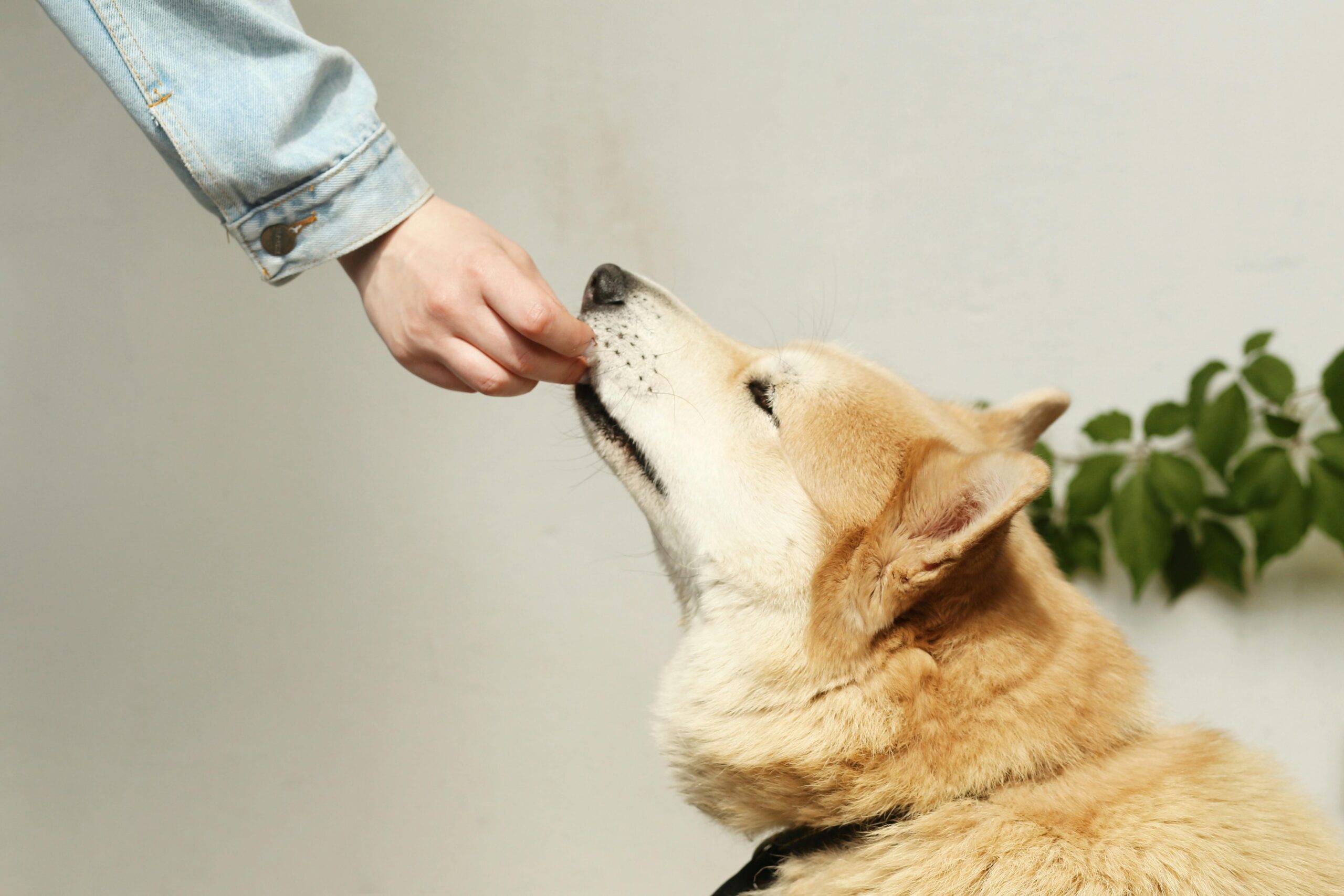 Les aliments toxiques pour les chiens – Ce qu’il ne faut jamais leur donner