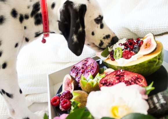 Comment nourrir son chien ?