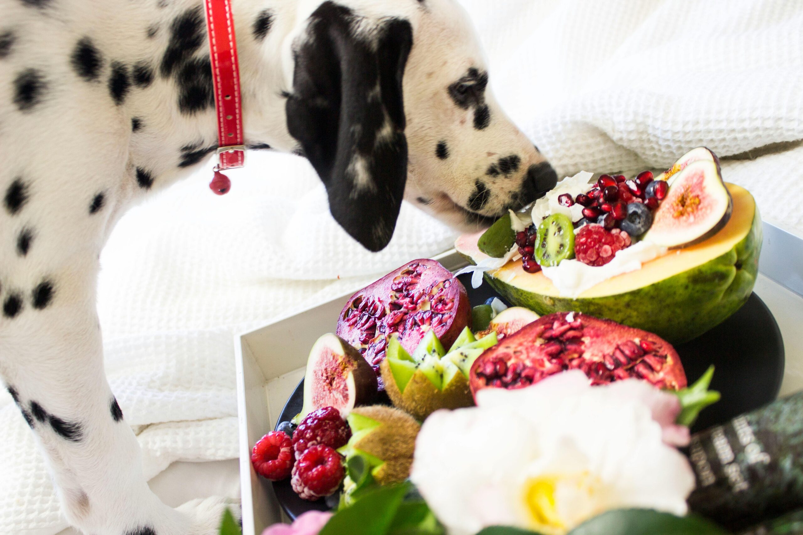 Comment nourrir son chien ?