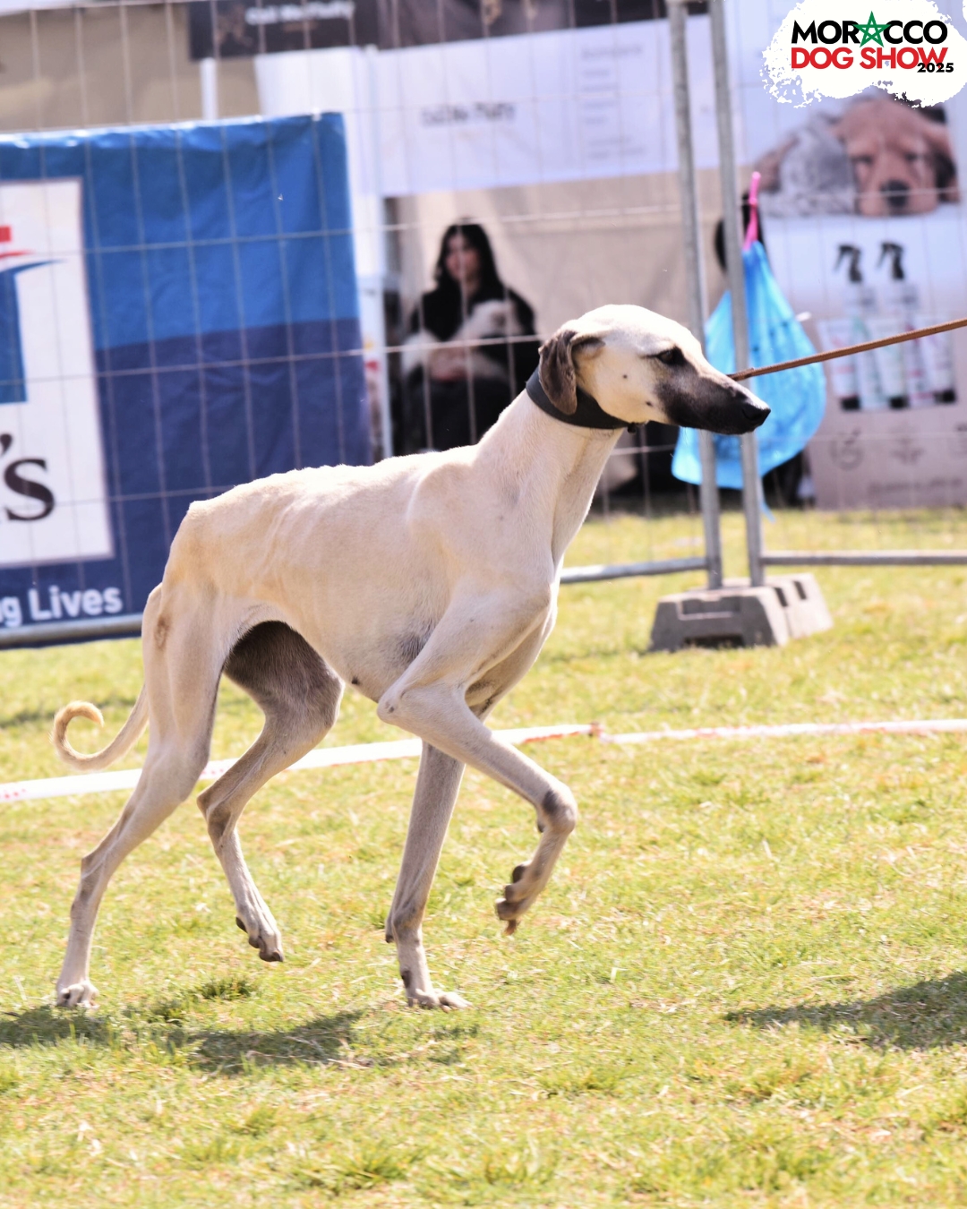Exposition Canine Nationale & Internationale du Maroc 2025