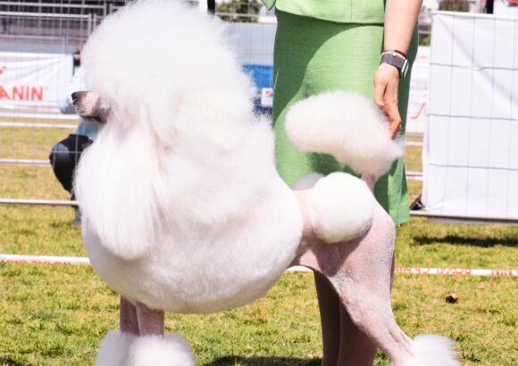 Expositions canines : les 10 règles essentielles pour le bien-être des chiens
