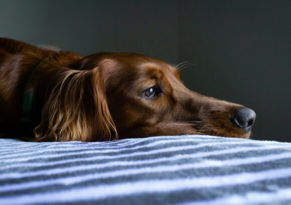 5 signes que votre chien ne va pas bien – et que faire