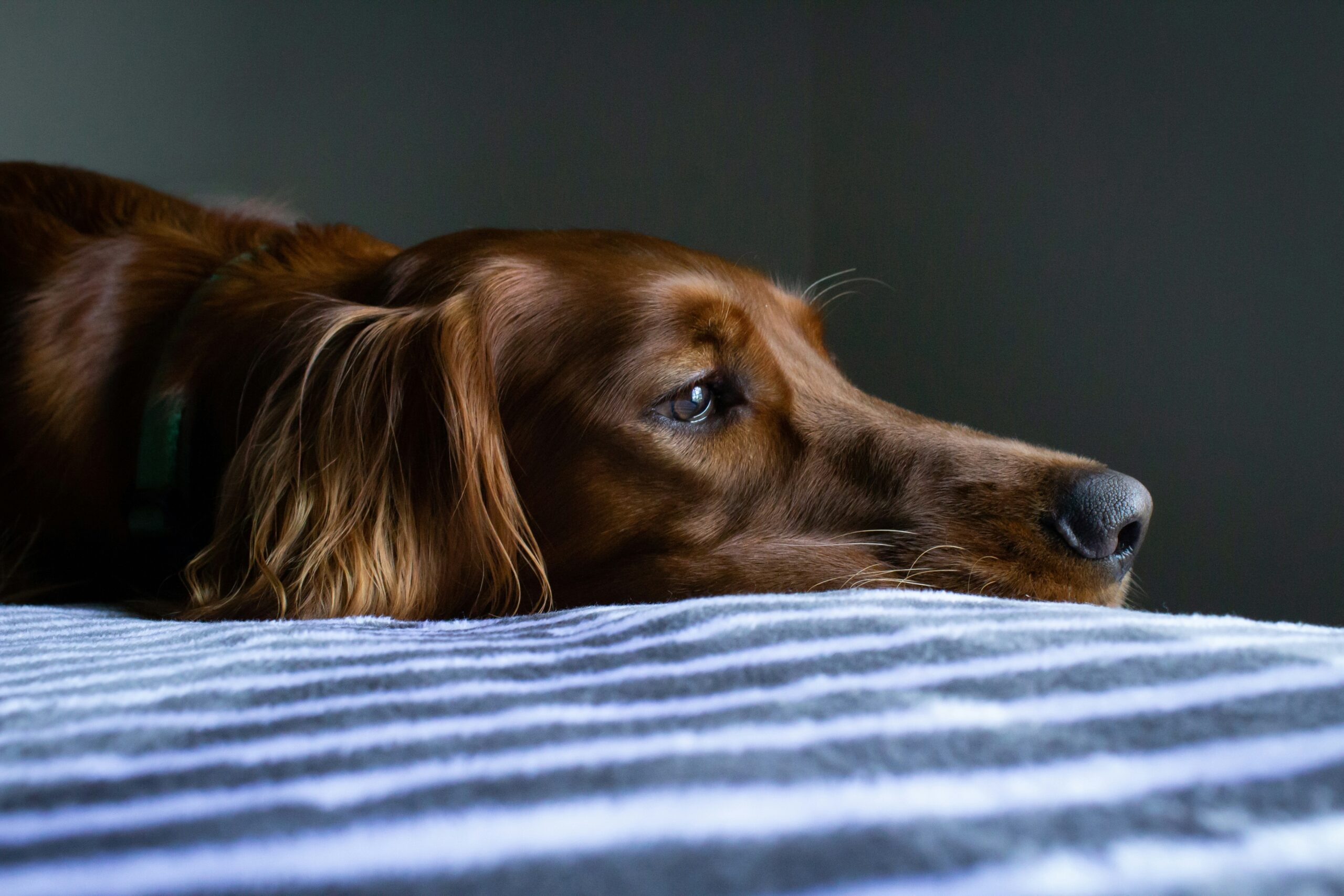 5 signes que votre chien ne va pas bien – et que faire