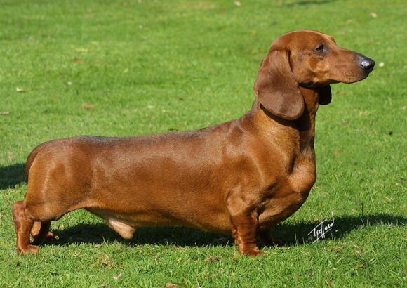 Teckel (Dachshund)