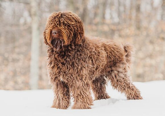 Barbet