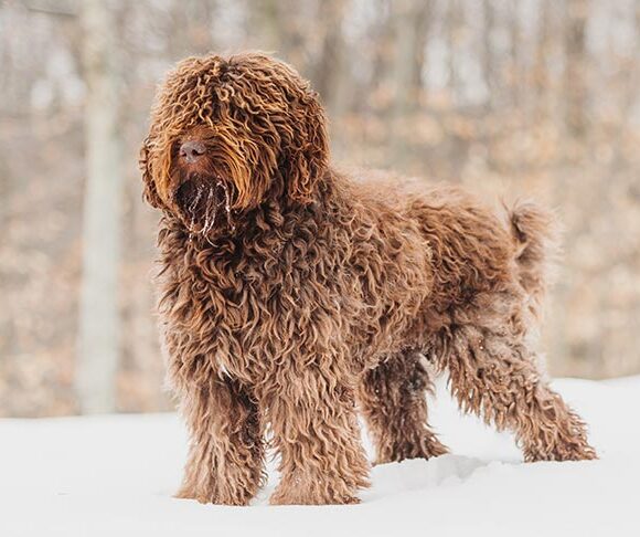 Barbet